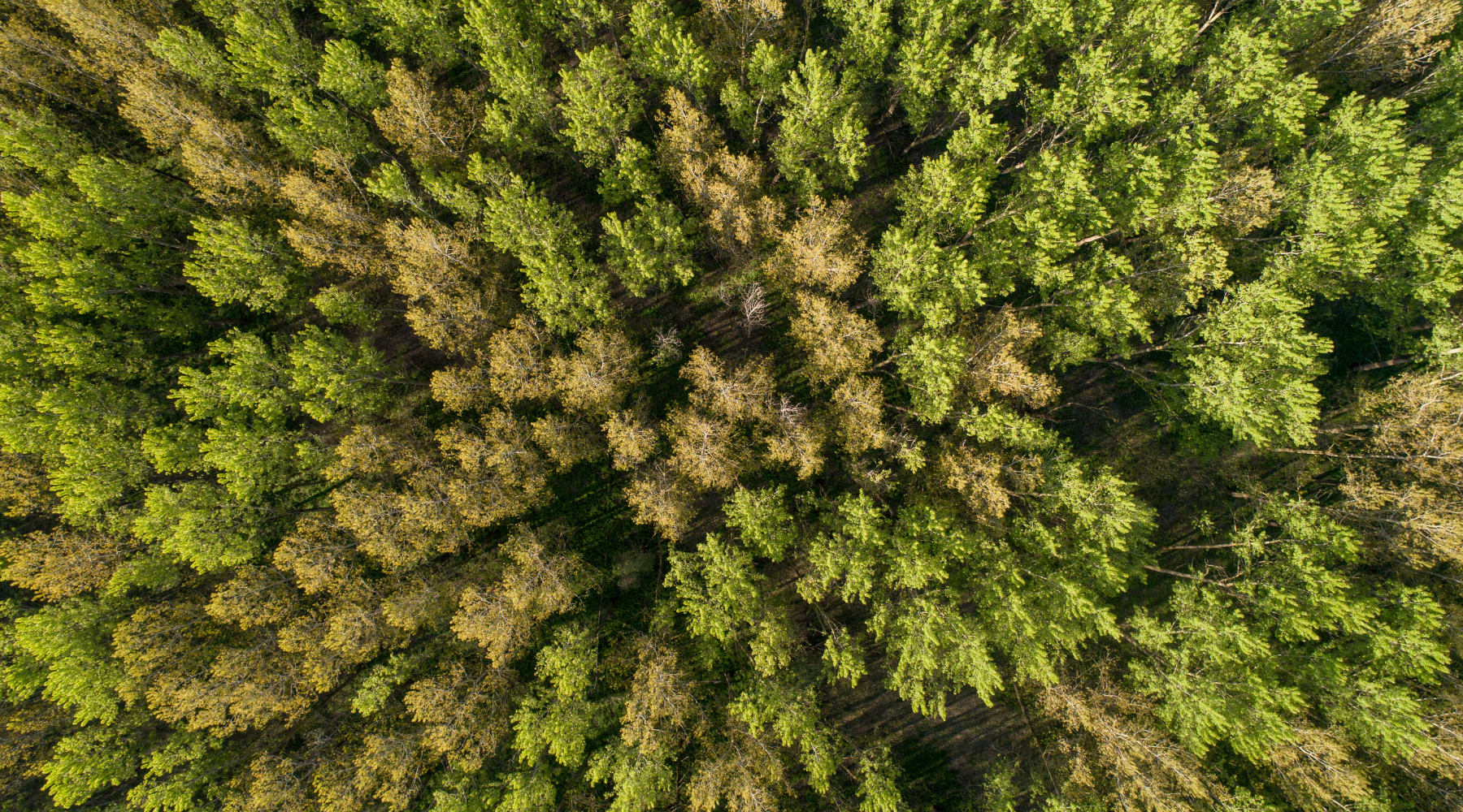 Grüne Bäume im Wald
